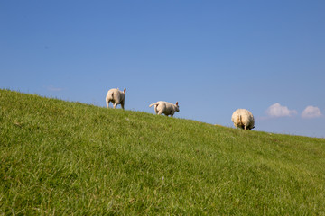 Naklejka na ściany i meble Schafe auf Deich in Friesland