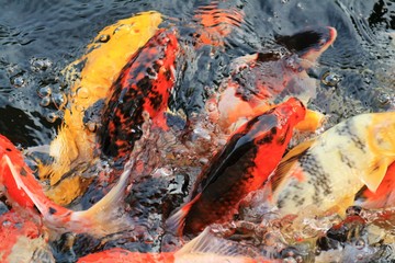 Many colorful koi fish play in the pool and wait for the party. The concept of fighting for food Decorative fish for the park area