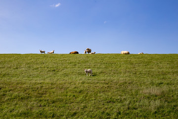Schafe auf Deich in Friesland
