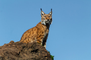 a boreal lynx resting on his favorite rock