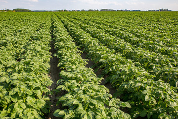 Kartoffelfeld in Friesland
