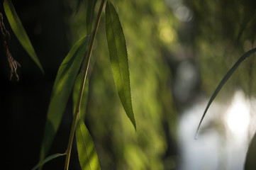 Willows reflected in a park pond on a sunny morning 