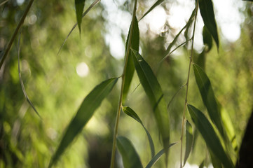 Willows reflected in a park pond on a sunny morning 