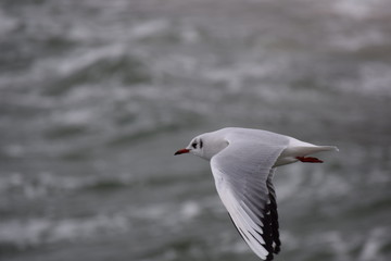 Möwenflug