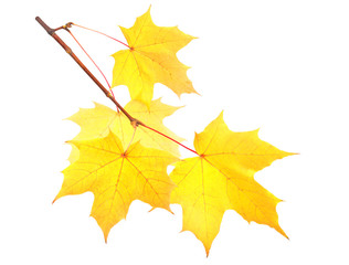 Yellow autumn maple twig isolated on white background. Save work path.