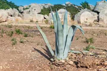 Typical Sicilian vegetation