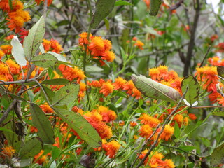 Flowers Orange on a Tree