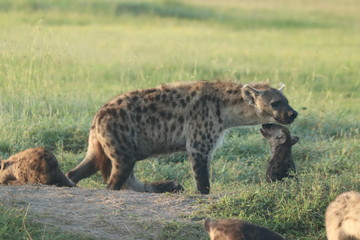 Spotted hyena mom at the den, Masai Mara National Park, Kenya.