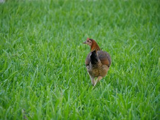 Obraz na płótnie Canvas Back view of a hen walking on a green grassy area