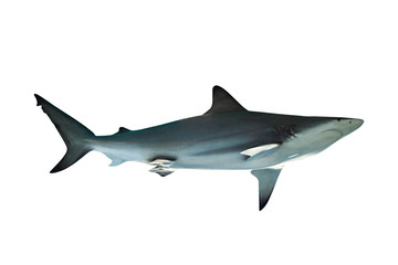 Shark isolated on white background with clipping path