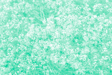 Background of small airy field grass, the texture is toned in light mint color.