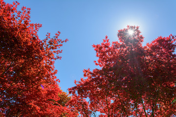 Acero rosso in controluce, con sole che trapela tra le foglie