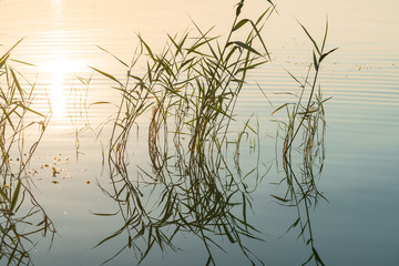 Beautiful evening sunlight at lake balaton. Reed reflection peaceful evening relaxing smooth water. Siofok hungary