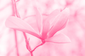 Spring flower in a fashionable pink toned,soft selective focus.