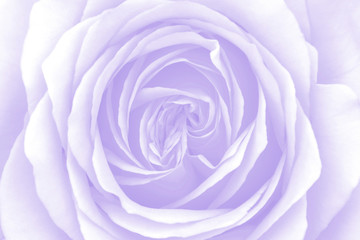  Floral background. Soft focus of close up purple rose.