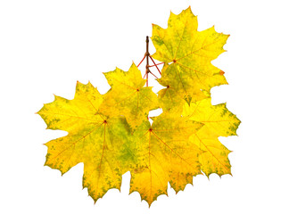 Maple tree branch with fall leaves isolated on white. Save work path.