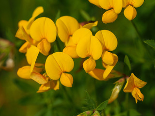 Closeup of the yellow flowers of birdsfoot trefoil in a North Yorkshire nature reserve, England