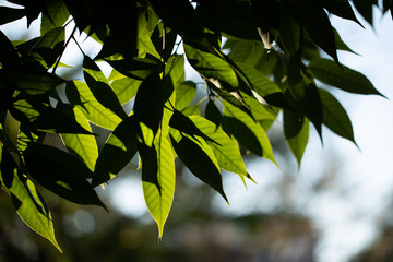 Fototapeta premium 公園