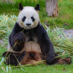 Fototapeta premium Giant panda, bear panda eating bamboo sitting in the grass