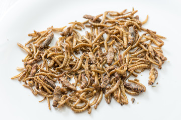 Fried cricket larvae
