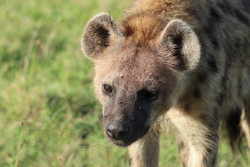 Spotted hyena face, Masai Mara National Park, Kenya.