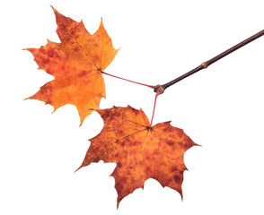 Fototapeta premium Maple tree branch with fall leaves isolated on white. Save work path.