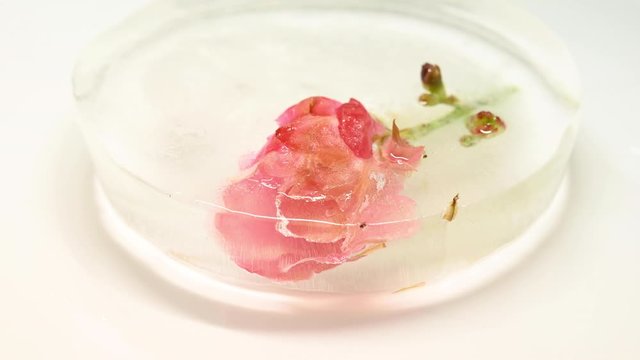 Defrosting process of an oleander flower in an ice block. 4K time lapse