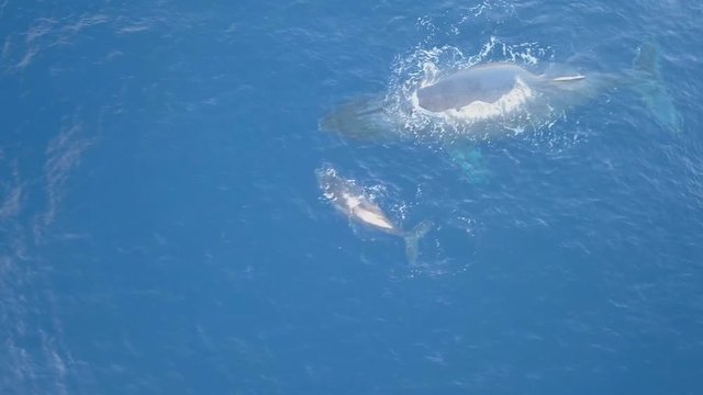 whales swim in deep ocean waters - (aerial photography)