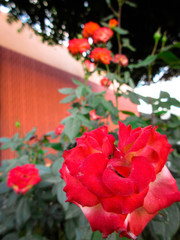 Red roses close up look