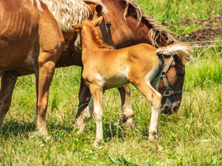 Amish Work Horses