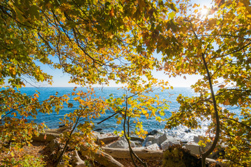 Sonne über dem Meer mit Laub der Bäume im Herbst