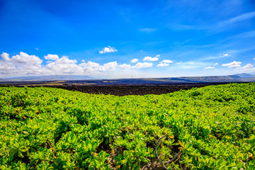 Fototapeta na wymiar Lush vegitation and dark lavarock with bright blue sky in Hawaii