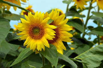 Fototapeta premium Twins