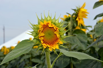 sunflower on background of blue sky