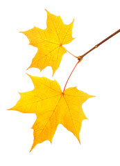 Naklejka na ściany i meble Yellow autumn maple twig isolated on white background. Save work path.