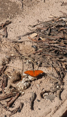 Chapada dos Guimaraes, located in Brazil, the capital of Mato Grosso State. It is the geographic center of South America