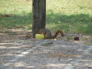 A Red Squirrel Snacks On A Hedge Apple 