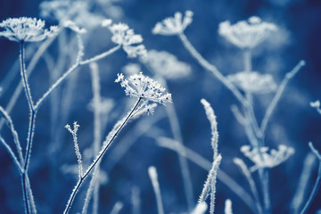Dried flowers in a meadow in white hoarfrost. Magic photo of white hoarfrost on plants. soft...