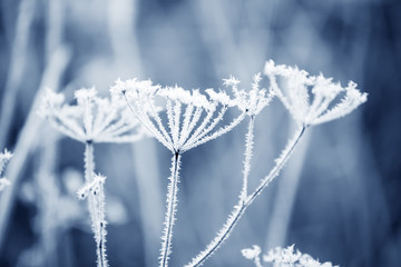 Dried flowers in a meadow in white hoarfrost. Magic photo of white hoarfrost on plants. soft...