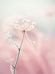 Dried flowers in a meadow in white hoarfrost. Magic photo of white hoarfrost on plants. soft...