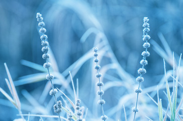 Dried flowers in a meadow in white hoarfrost. Magic photo of white hoarfrost on plants. soft...