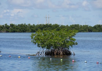 Shrubs growing in the water along the coastal area in Key West, Florida.