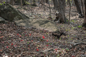 tree and animal in forest