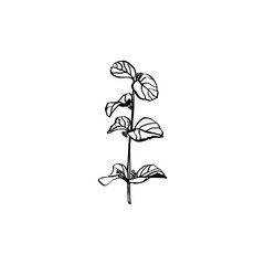 Hand draw a branch of a plant. Graphic vector illustration in a modern minimalist style. To create Logos, cards, posters