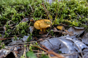 Chanterelle, golden chanterelle - edible mushroom. Fungus in the natural