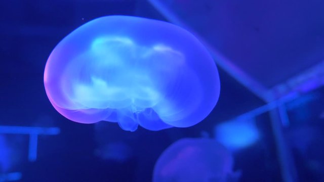 Small beautiful jellyfish swim in the water shimmering with different colors