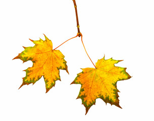 Maple tree branch with fall leaves isolated on white.  Save work path.