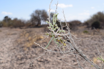Desert bush-2
