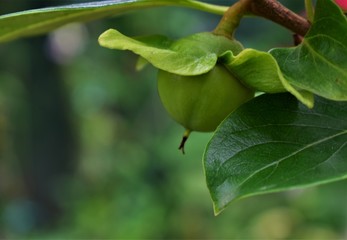 Japanese Persimmon