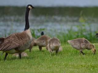 canada geese